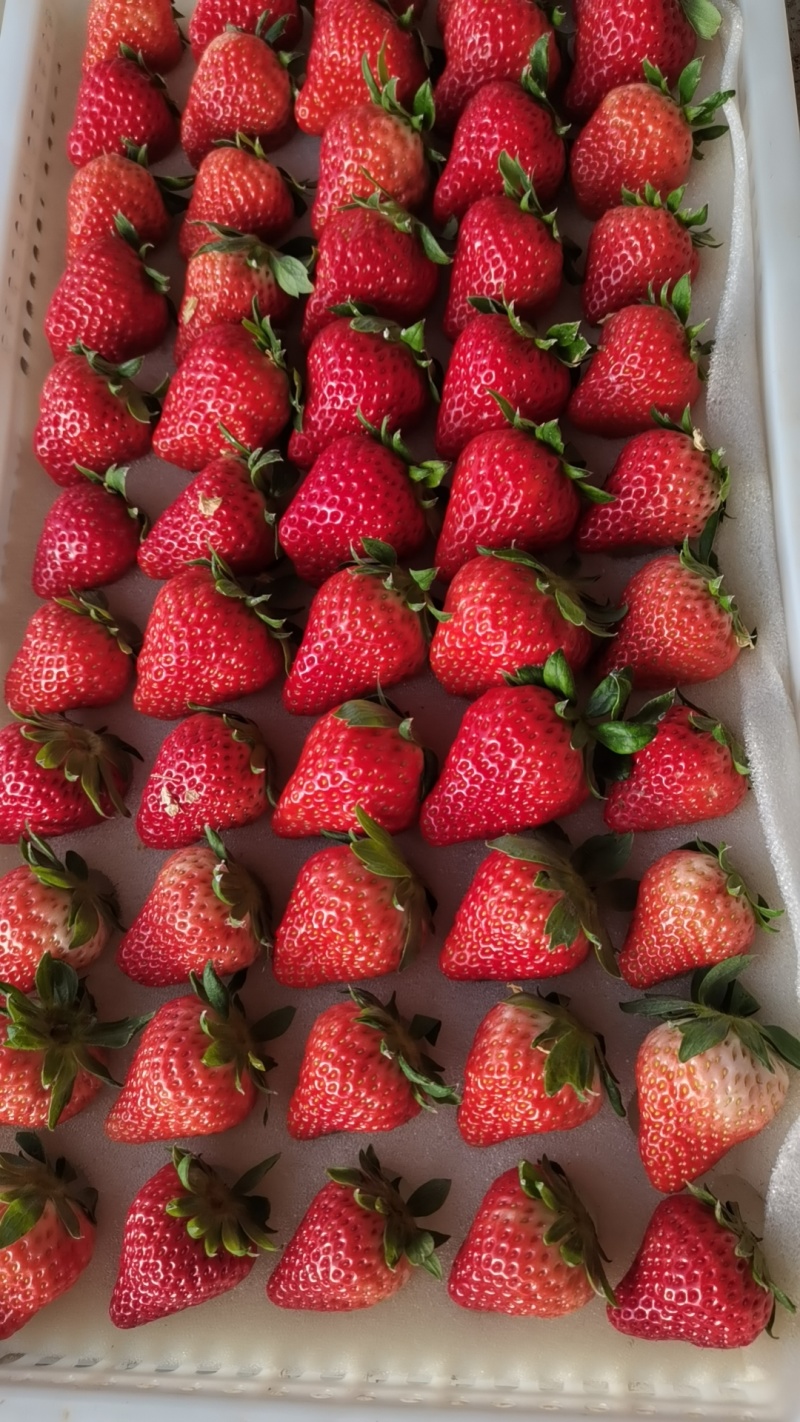 保定顺平县自己种植奶油，红颜久久草莓