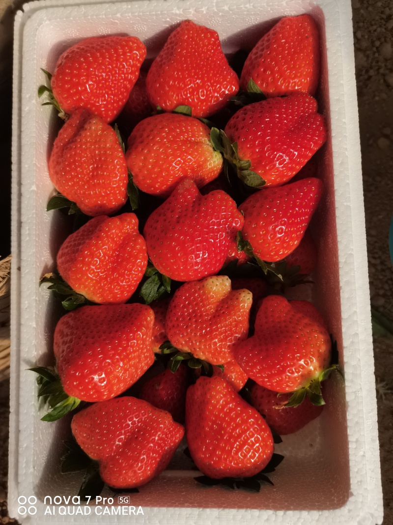 保定顺平县自己种植奶油，红颜久久草莓