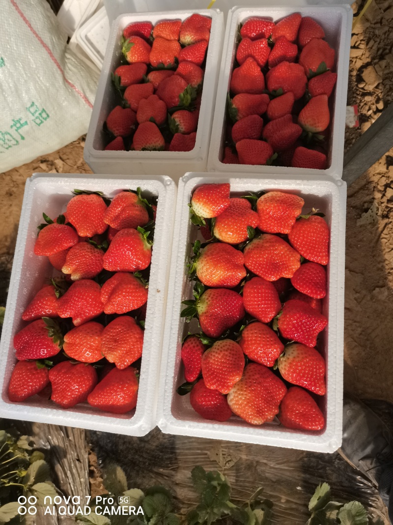 保定顺平县自己种植奶油，红颜久久草莓