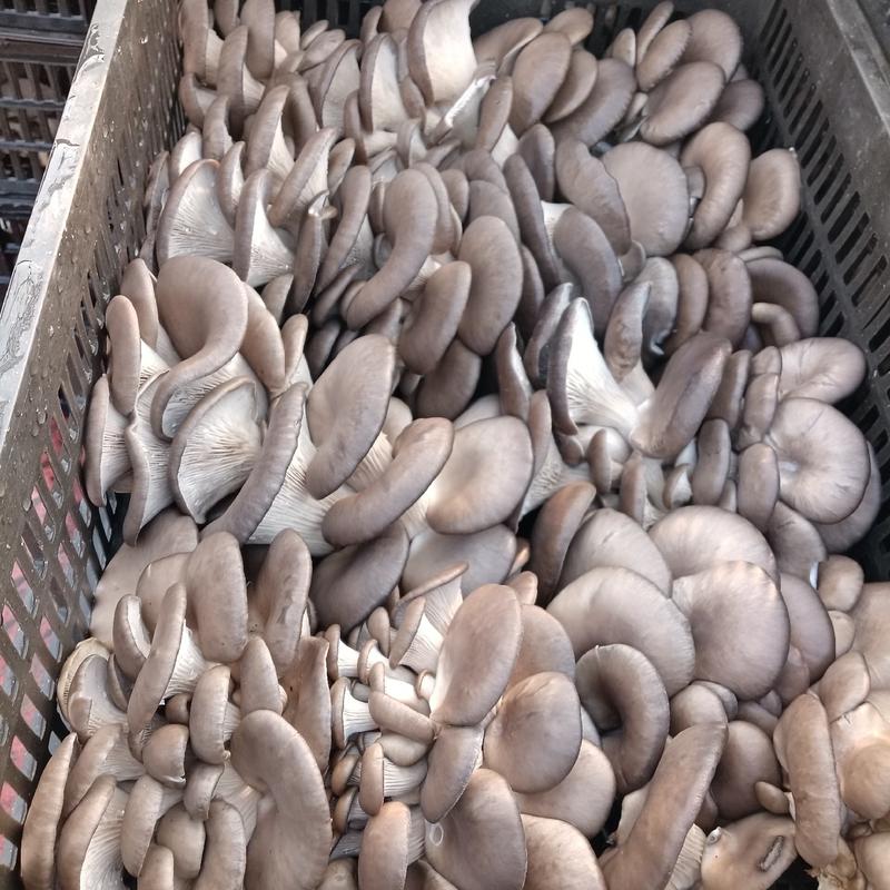 【精选】平菇，黑平菇，一手货源，品质保证，全国发货
