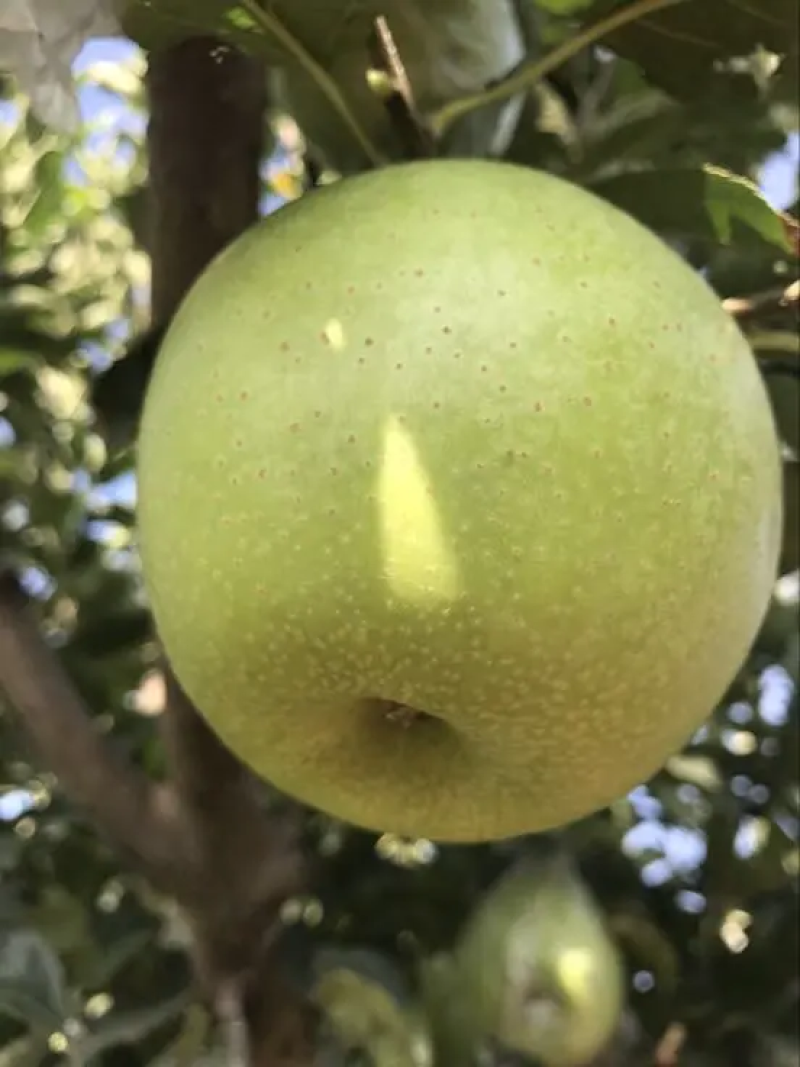 王林苹果产地直发质量好价格低对接商超市场批发等