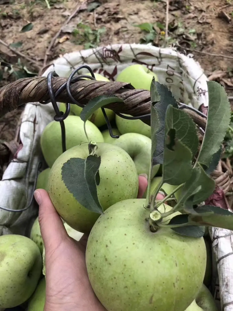 王林苹果产地直发质量好价格低对接商超市场批发等