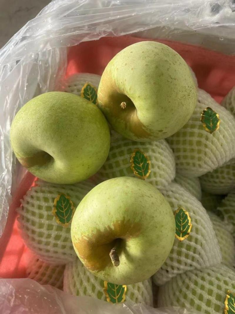 王林苹果青苹果大量有货品质保障量大从优对接市场