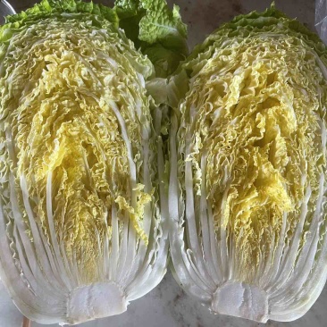 南京黄心大白菜