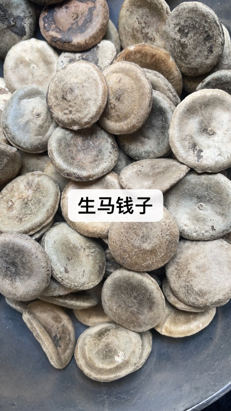 没食子药材批发产地直售保真保量包邮