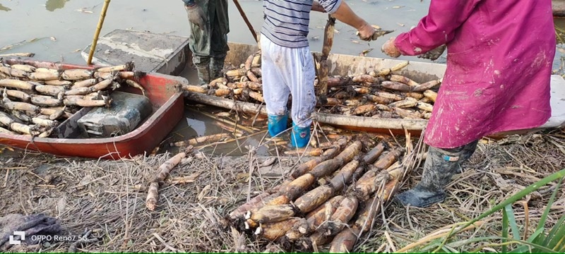 洪湖粉藕包邮到家新鲜现挖粉藕香甜对接电商