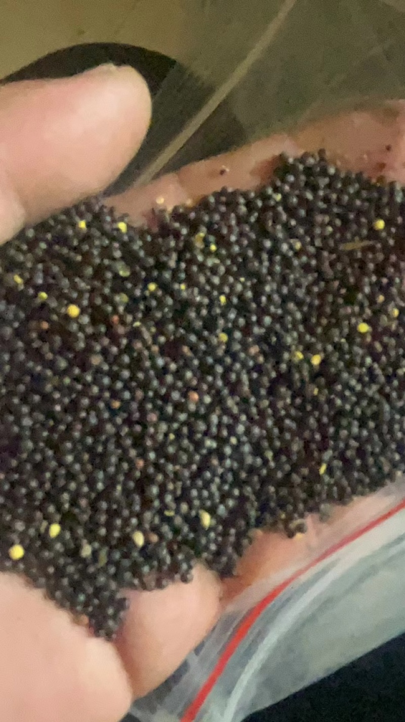 高含油菜籽油色80分，香味好，性价比超高