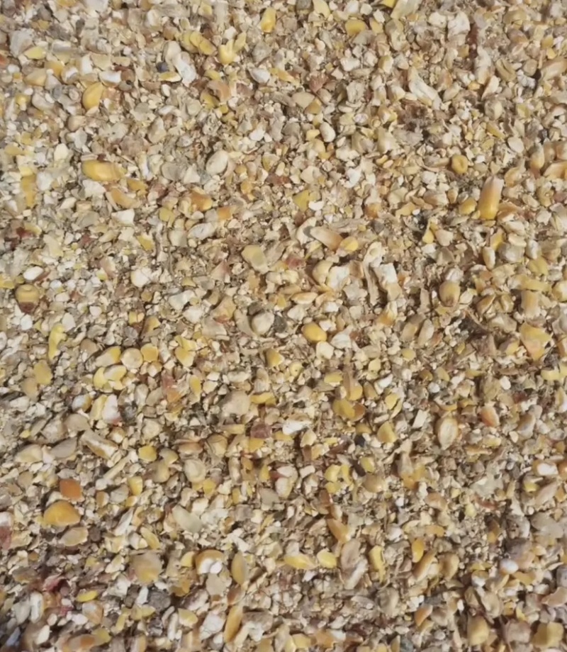 山东碎玉米，产地直发，保质保量，欢迎老板前来选购