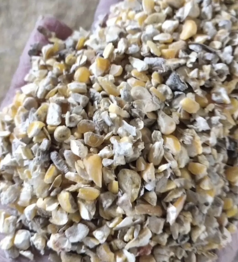 山东碎玉米，产地直发，保质保量，欢迎老板前来选购