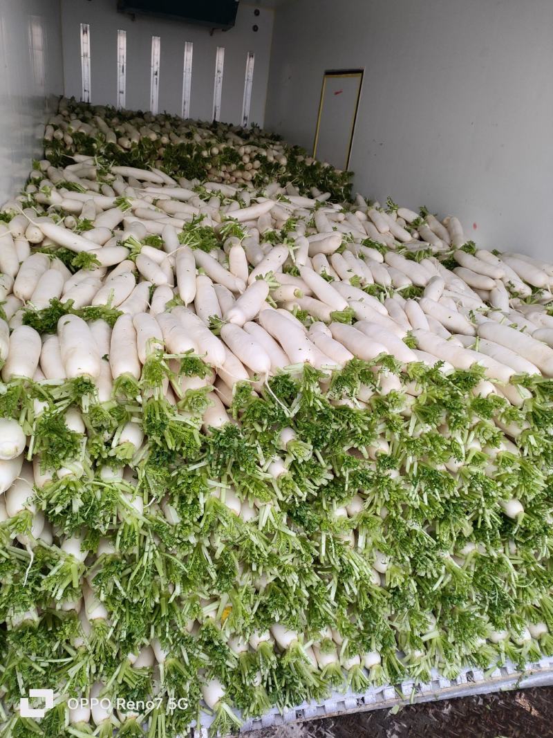 精品大白萝卜基地大量上市