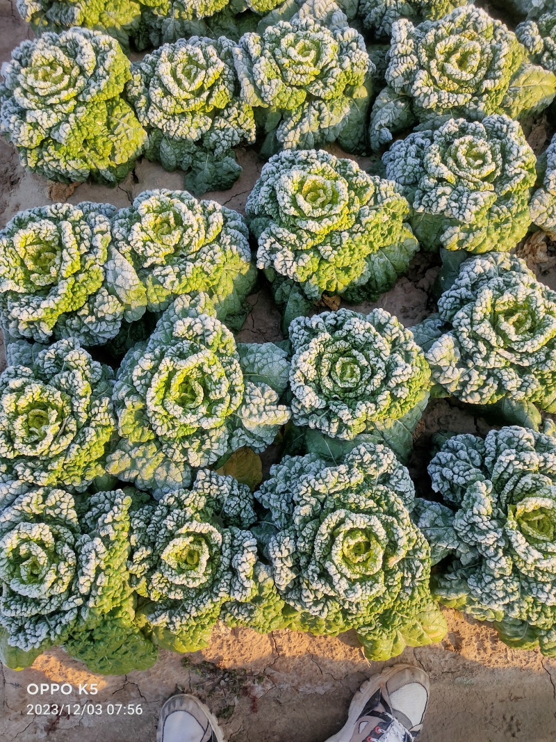 黄心菜