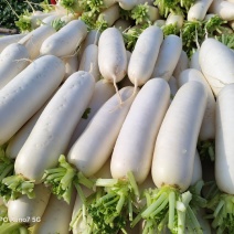 精品大白萝卜基直供