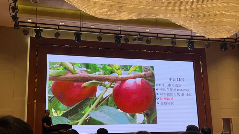 中油34桃树苗中油366月上询成熟个头大口感甜