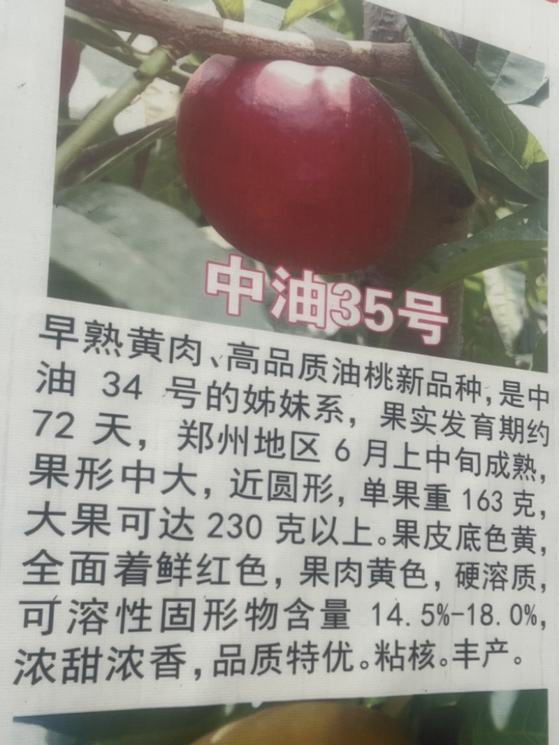 中油34桃树苗中油366月上询成熟个头大口感甜