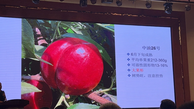 中油34桃树苗中油366月上询成熟个头大口感甜