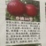 中油34桃树苗中油366月上询成熟个头大口感甜
