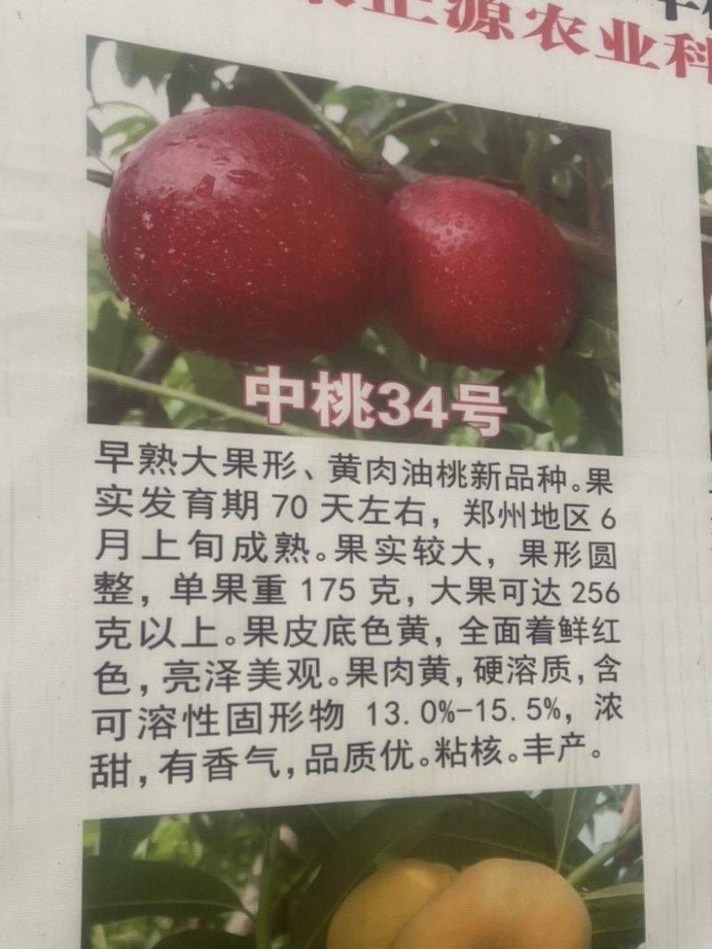 中油34桃树苗中油366月上询成熟个头大口感甜