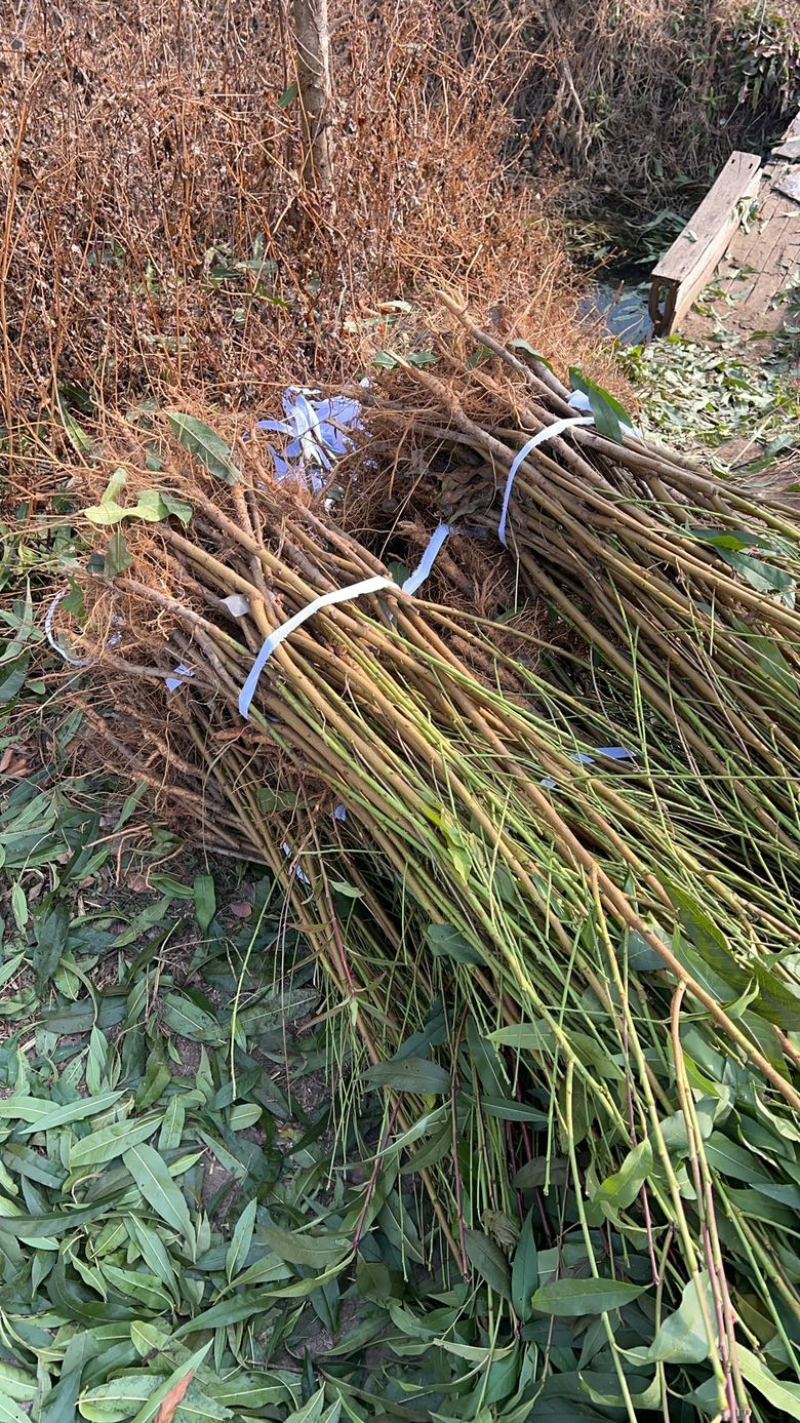 中油34桃树苗中油366月上询成熟个头大口感甜