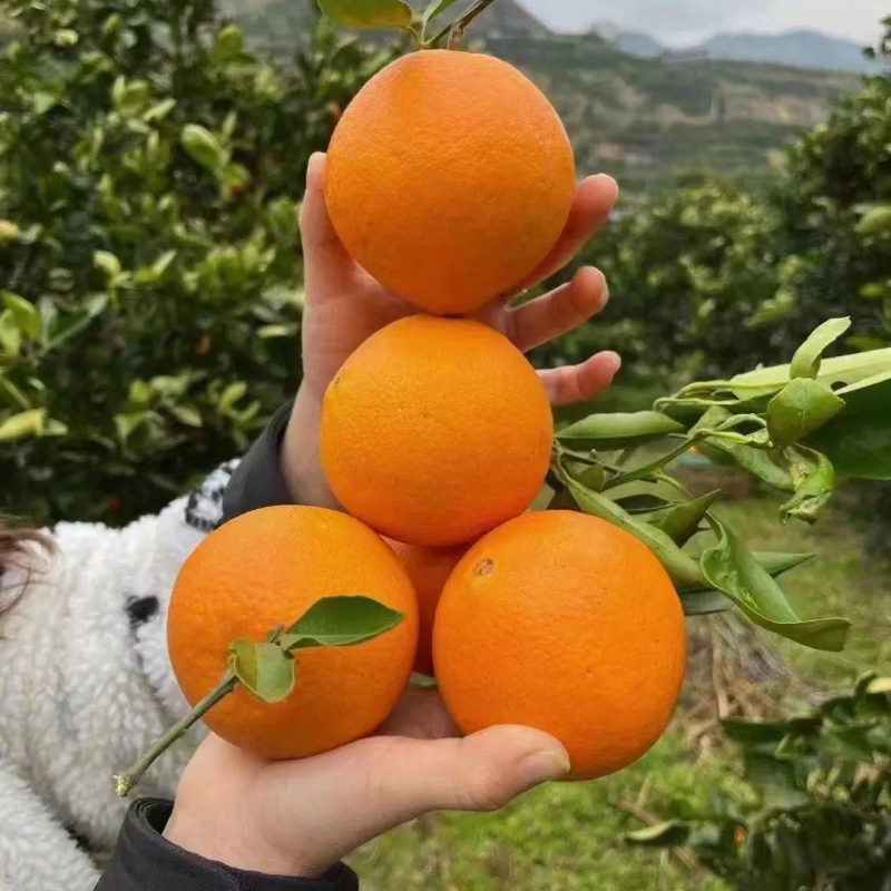 圆虹脐橙湖北产地直供基地直发皮薄汁甜量大从优欢迎来电优惠