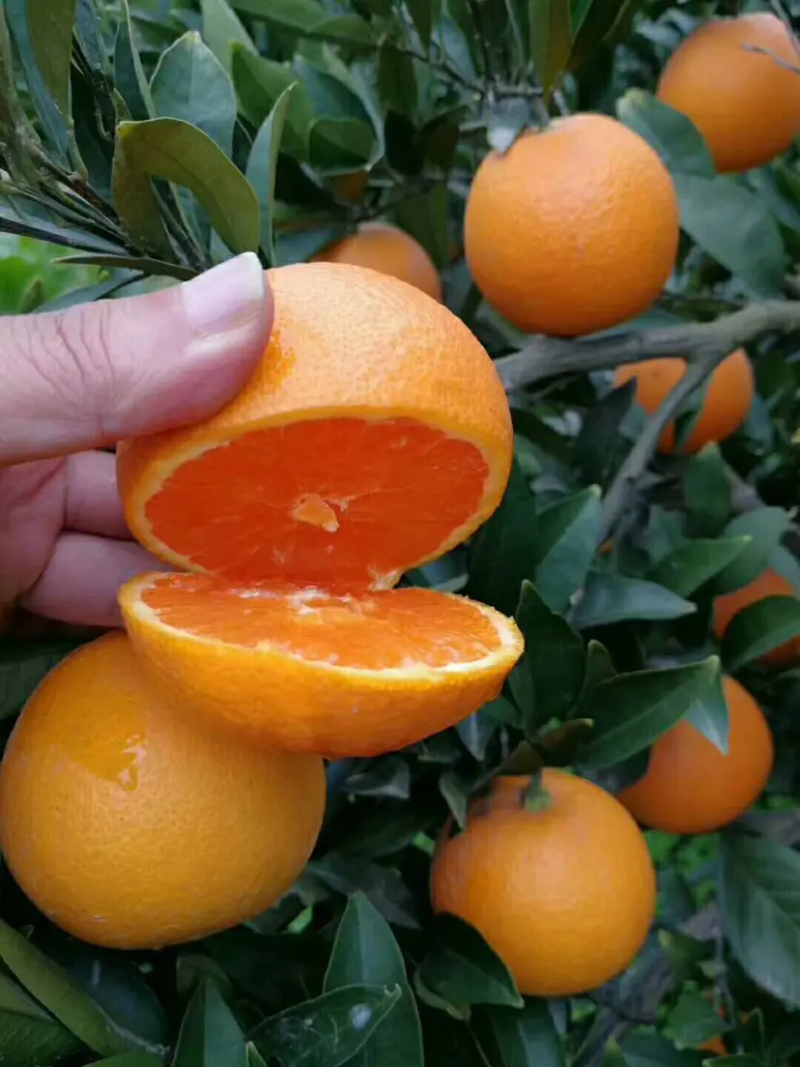 圆虹脐橙湖北产地直供基地直发皮薄汁甜量大从优欢迎来电优惠