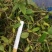 野生石橄榄单叶小果，鲜新度好单叶小果，包邮。