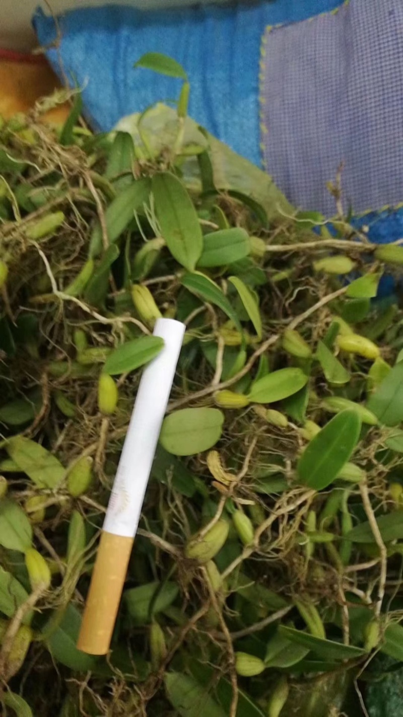 野生石橄榄单叶小果，鲜新度好单叶小果，包邮。