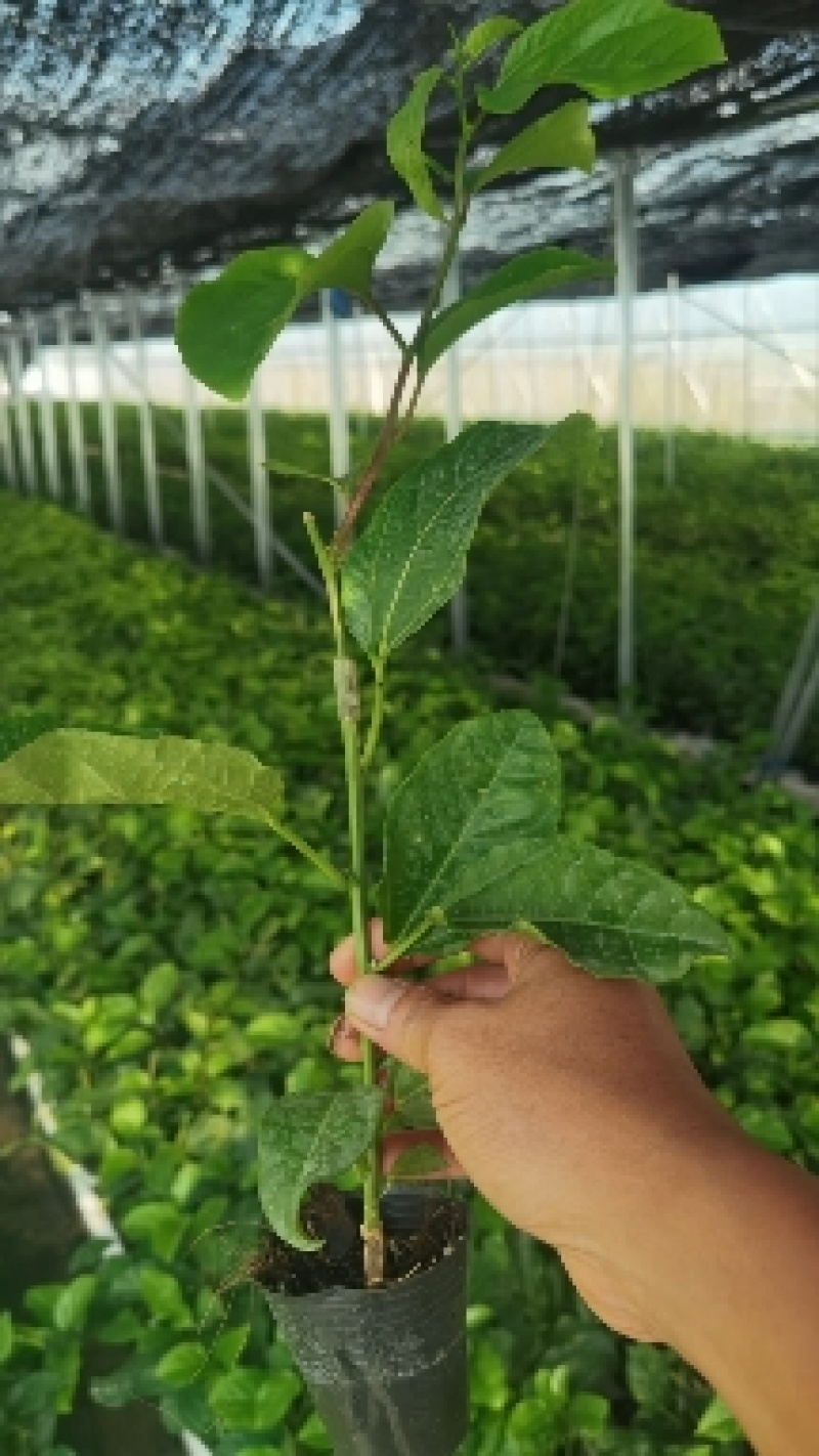广西钦州黄金9号百香果嫁接苗带杯带土发货四季开花结果