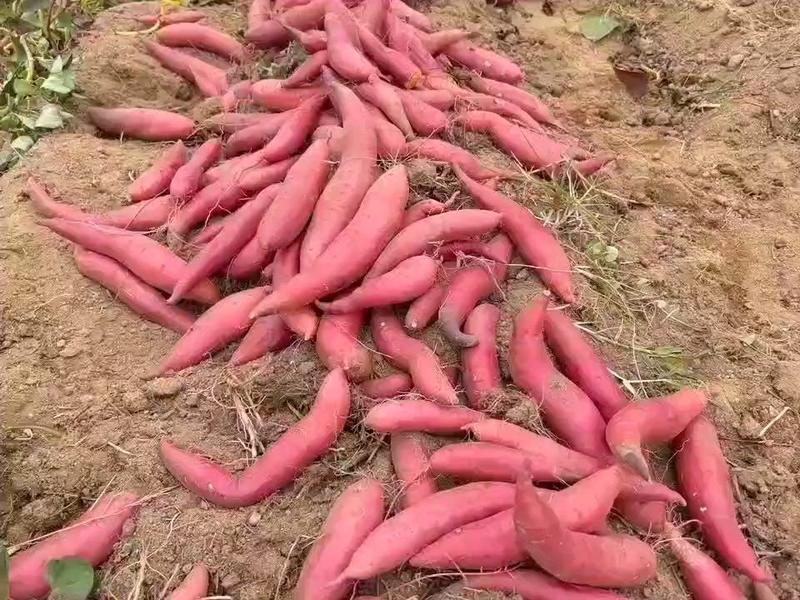 陆丰西瓜红红薯大叶红红薯现挖现发品质保证对接电商