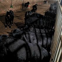 黑山羊自家养殖场品质成活高免疫齐全可视频