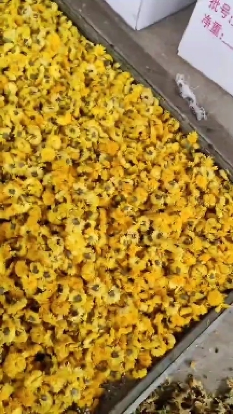 胎菊各种品种，北京菊，香菊，苏北菊