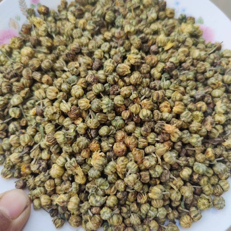 胎菊各种品种，北京菊，香菊，苏北菊