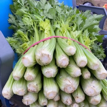 大棚西芹货源充足