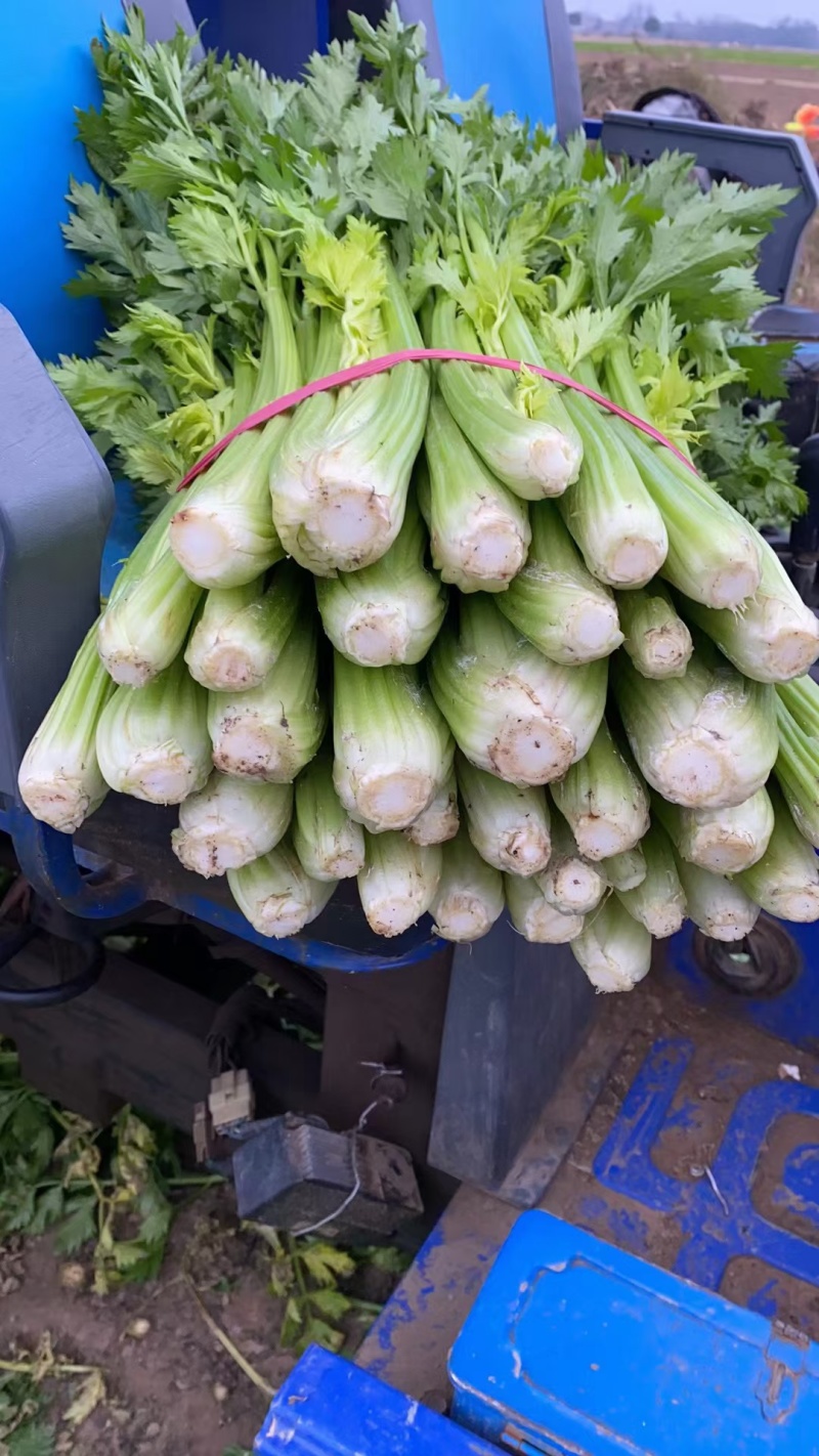 大棚西芹货源充足
