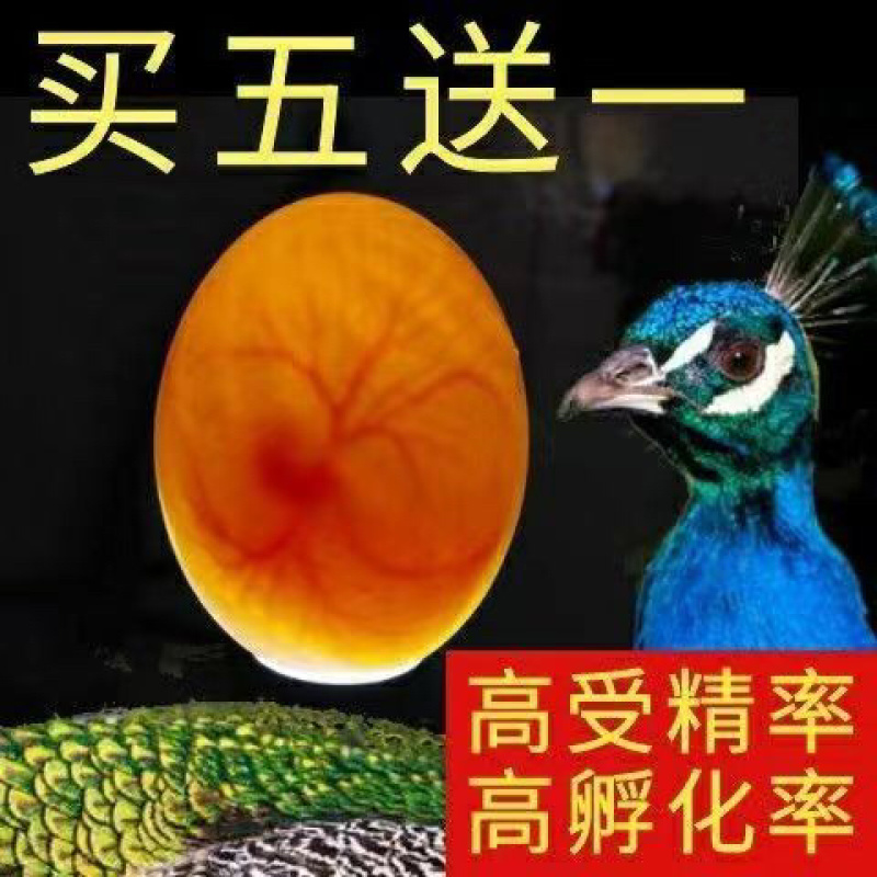 精品孔雀蛋产地直发，质量保证，货源充足，欢迎来电咨询