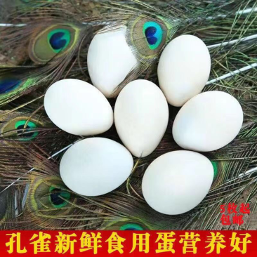 精品孔雀蛋产地直发,质量保证,货源充足,欢迎来电咨询