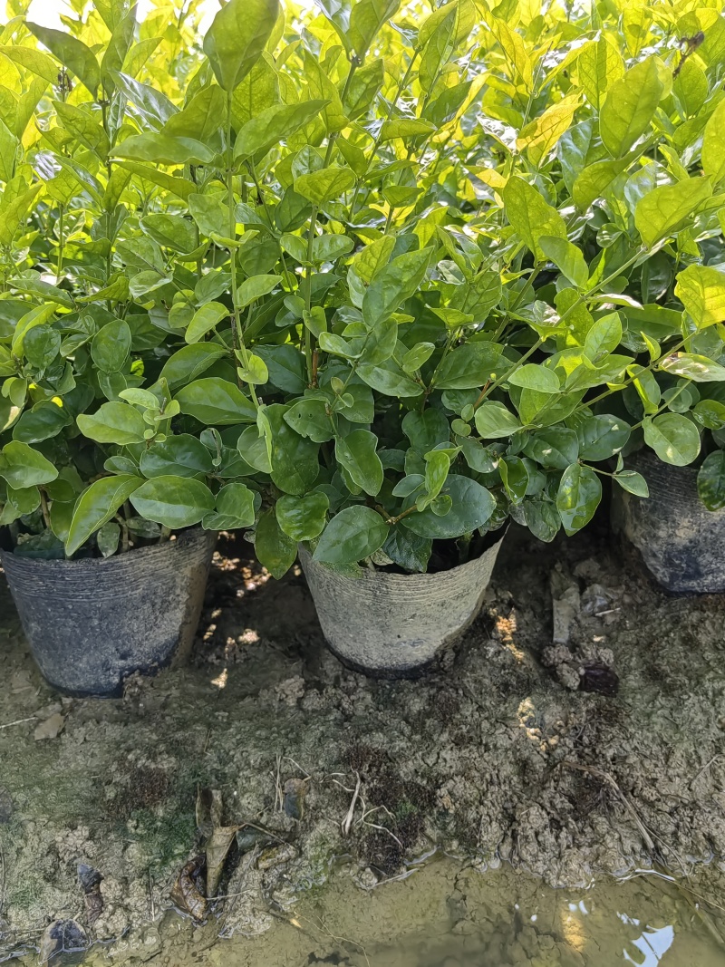 茉莉花盆栽一盆十六棵118/16大号杯