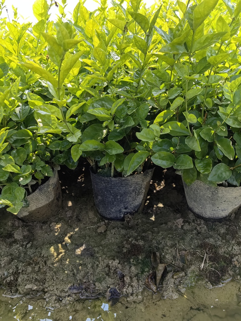 茉莉花盆栽一盆十六棵118/16大号杯