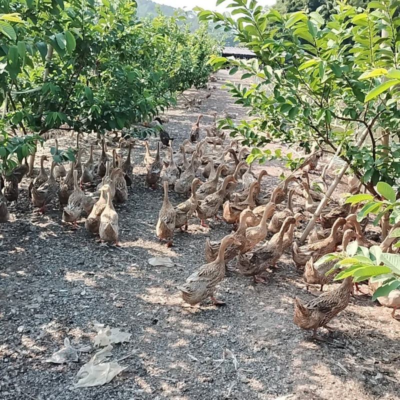 一年多的蛋鸭老鸭一批3000只出售