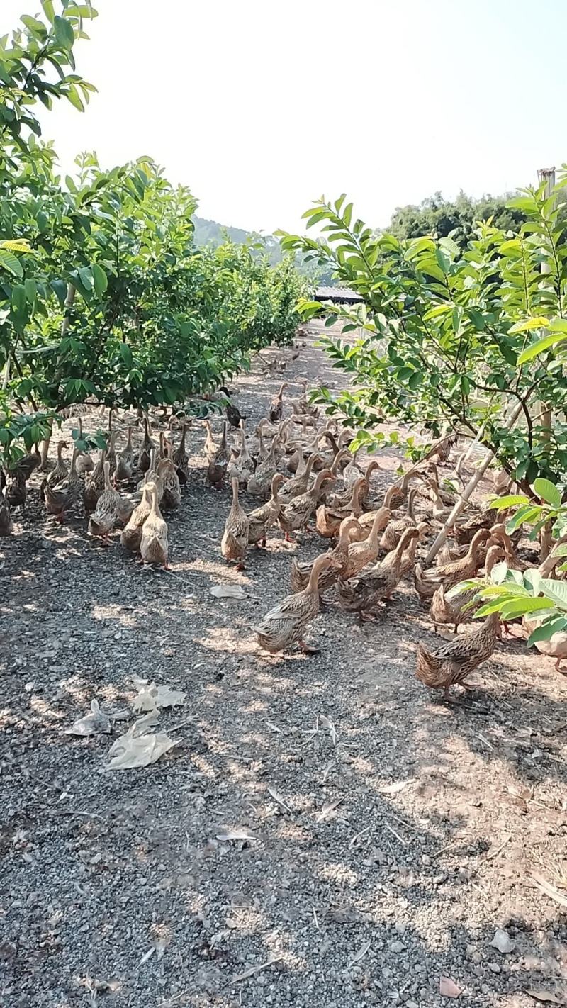 一年多的蛋鸭老鸭一批3000只出售