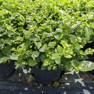茉莉花盆栽一盆十六棵118/16大号杯