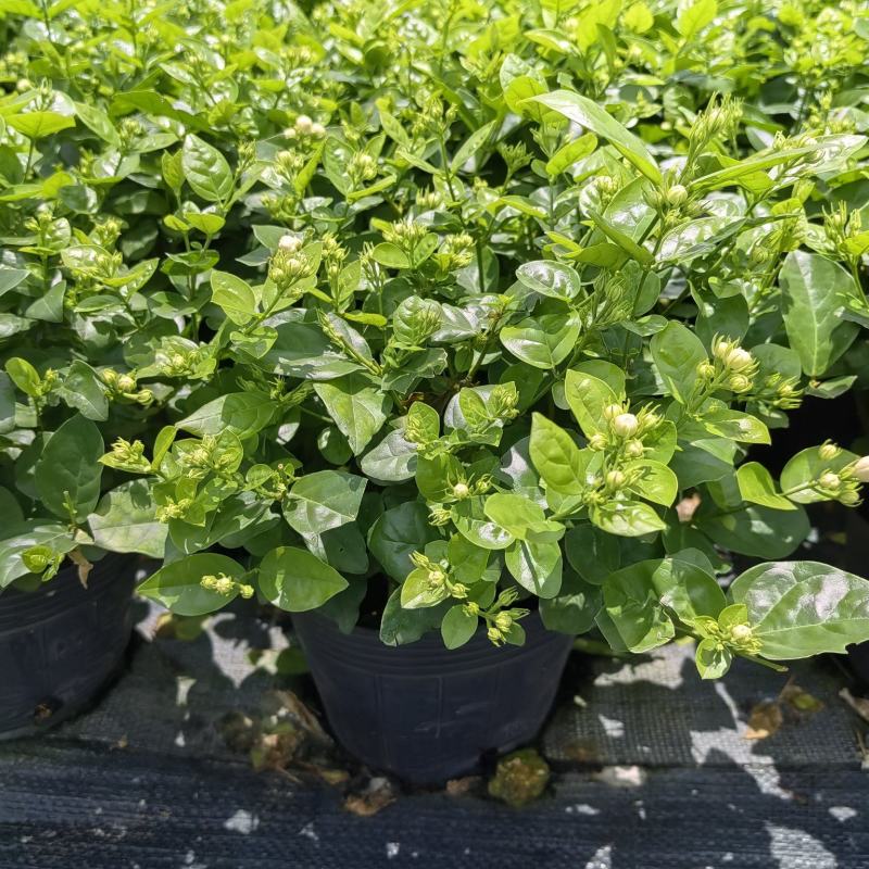 茉莉花盆栽一盆十六棵118/16大号杯