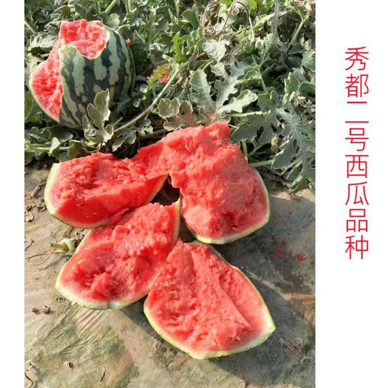 鼎优秀都二号西瓜种子早熟耐裂耐低温大红瓤400粒原装