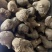 乌药在售店里药材齐全保真保量包邮生制货源充足