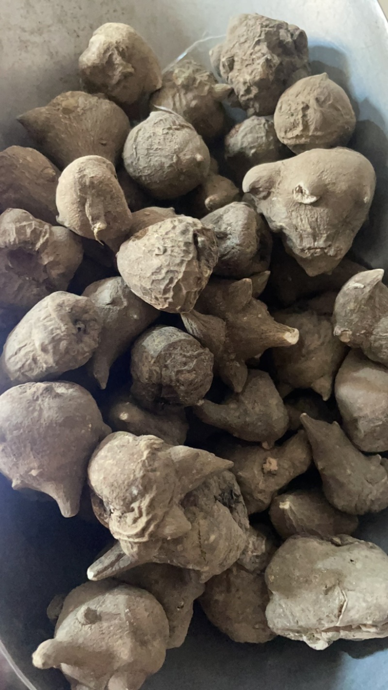 乌药在售店里药材齐全保真保量包邮生制货源充足