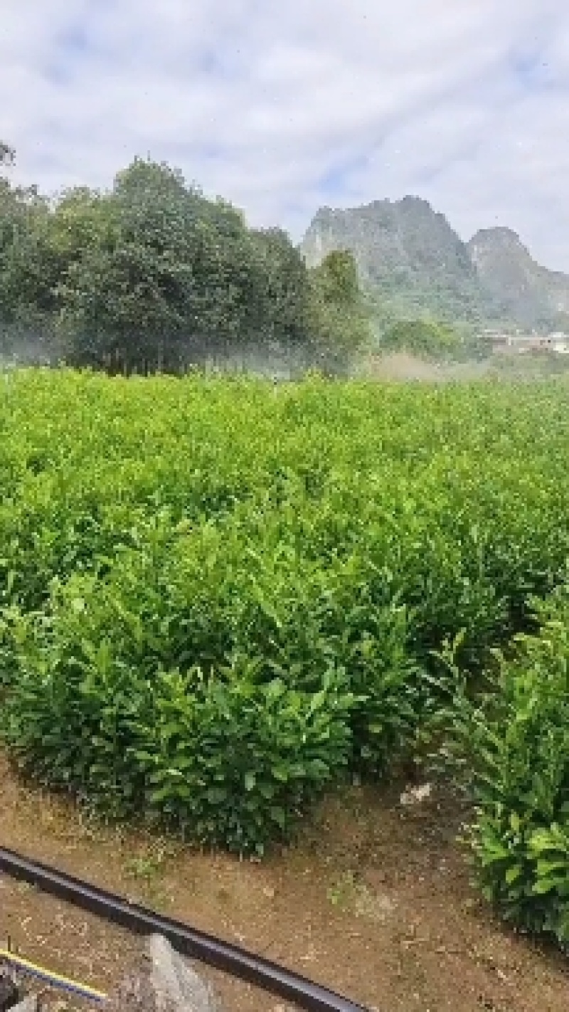 酸柚苗