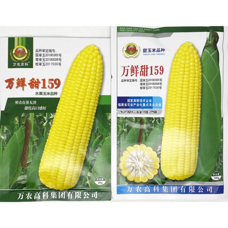 万鲜甜159黄甜水果玉米种子大棒薄皮无渣泰系甜玉米种原装