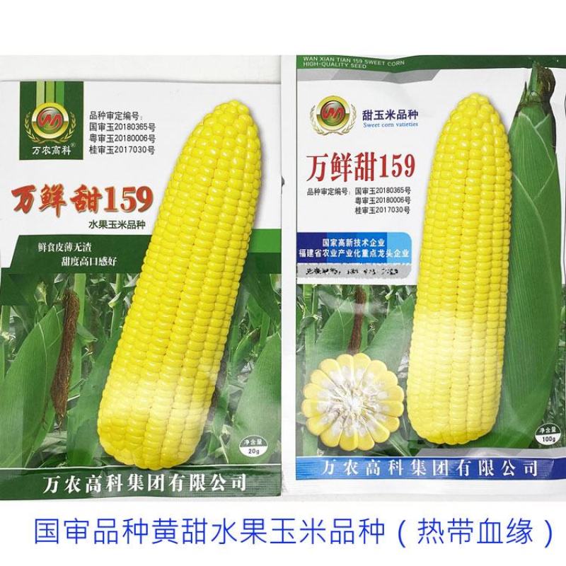 万鲜甜159黄甜水果玉米种子大棒薄皮无渣泰系甜玉米种原装