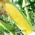 万鲜甜159黄甜水果玉米种子大棒薄皮无渣泰系甜玉米种原装