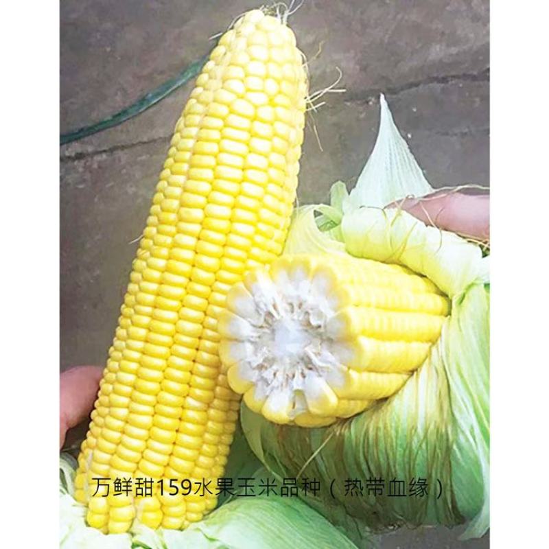万鲜甜159黄甜水果玉米种子大棒薄皮无渣泰系甜玉米种原装