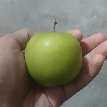 贵妃枣